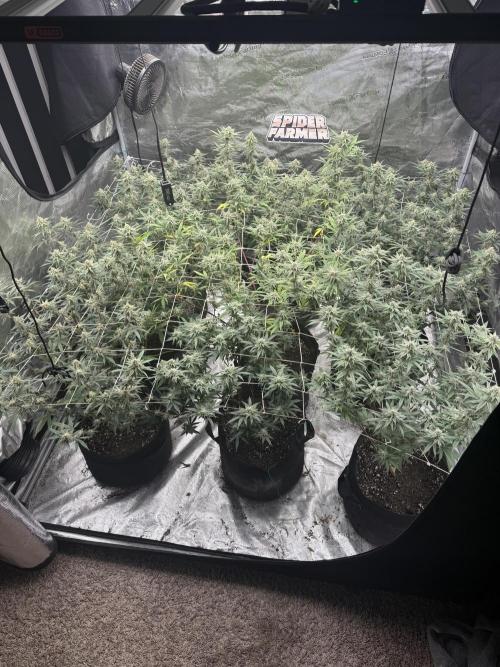 Butter wavez clones. Week 14