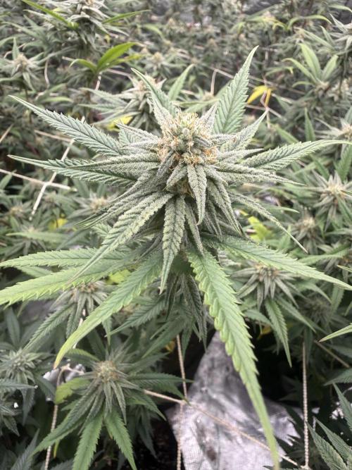 Butter wavez clones. Week 14