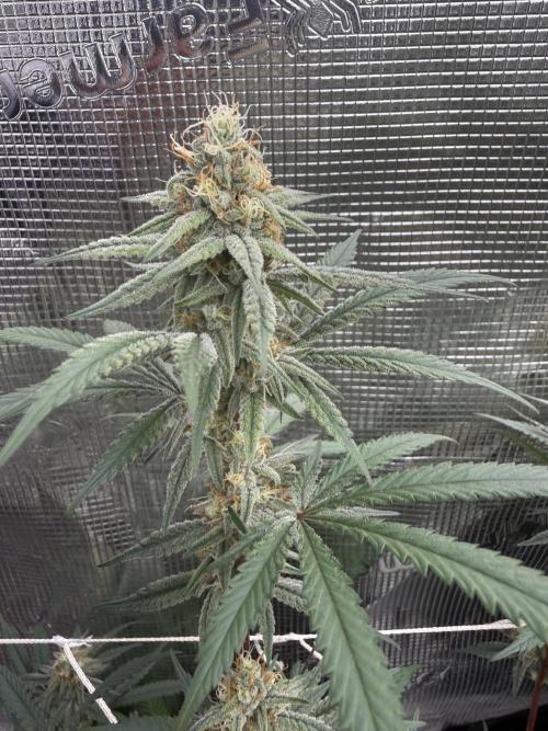 Butter wavez clones. Week 14