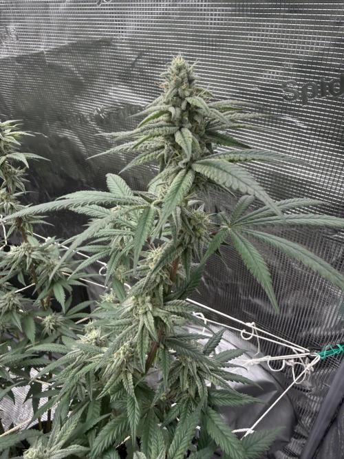 Butter wavez clones. Week 14