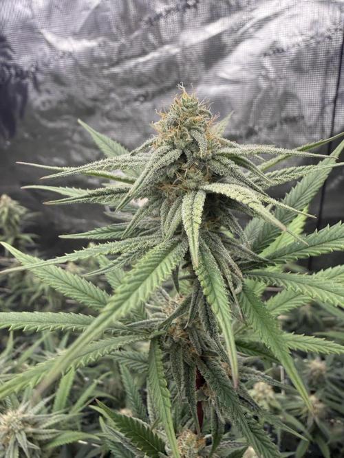 Butter wavez clones. Week 14