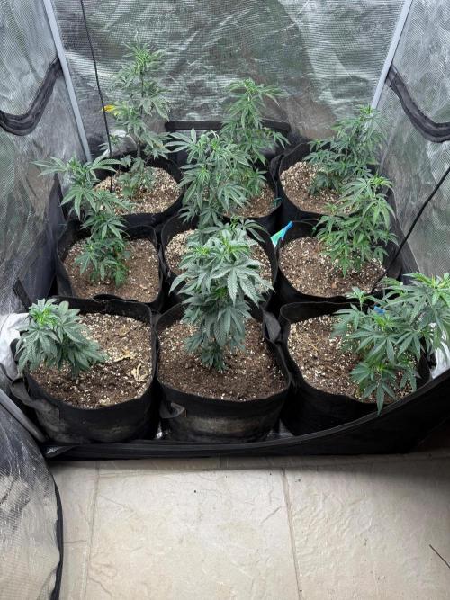 Glamorous Grapes. Week 1