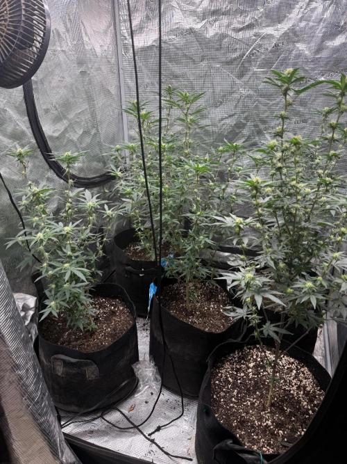 Glamorous Grapes. Week 6
