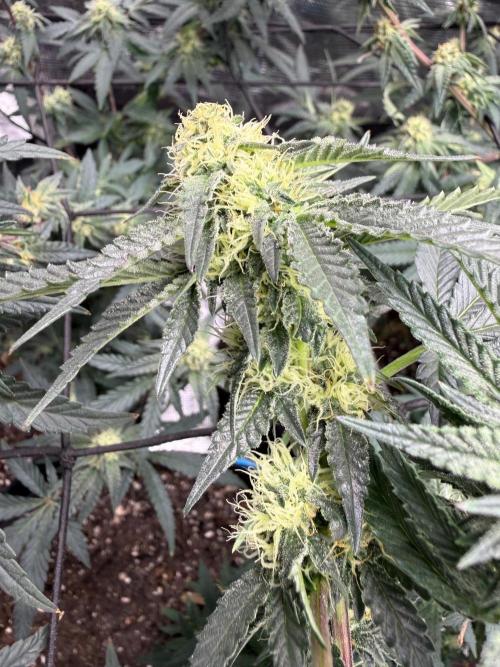 Glamorous Grapes. Week 7