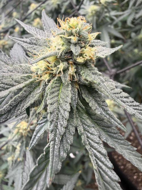 Take 2. Week 8