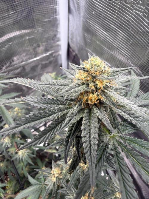 Take 2. Week 9