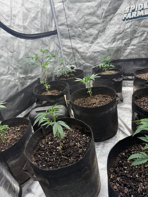 4th&10. Week 2