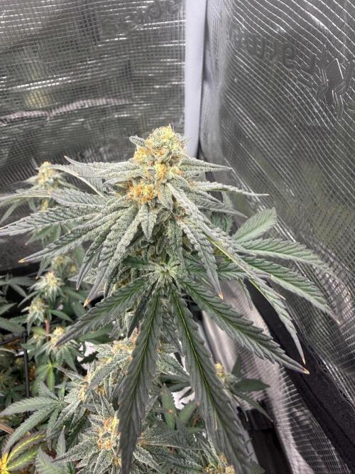 Take 2. Week 10