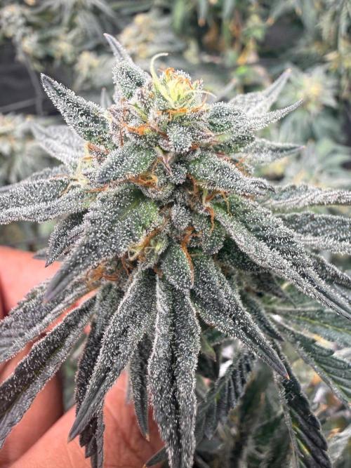 Take 2. Week 11