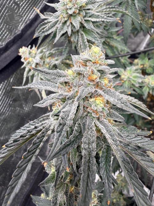 Take 2. Week 11