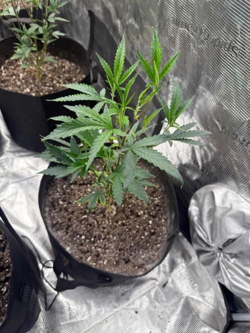 4th&10. Week 4