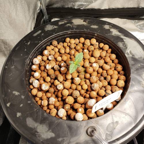 Candyland Peyote Seedsman?. Week 1 - Day 6