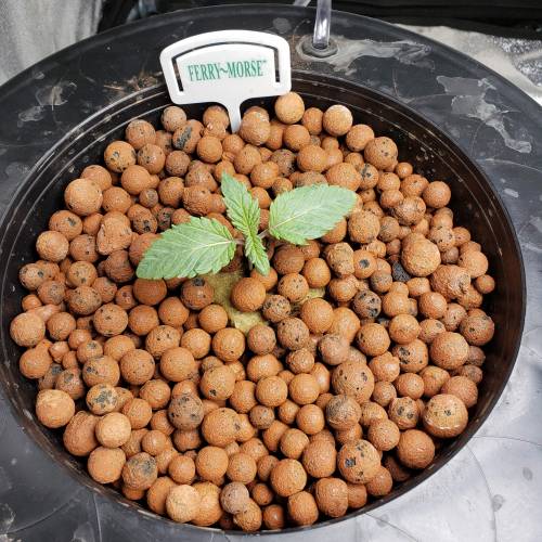 Candyland Peyote Seedsman?. Week 2 - Day 8