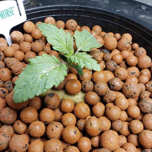 Candyland Peyote Seedsman?. Week 2 - Day 9
