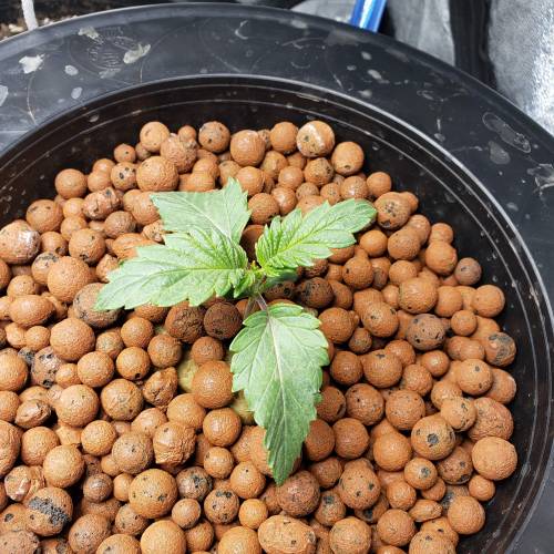Candyland Peyote Seedsman?. Week 2 - Day 10