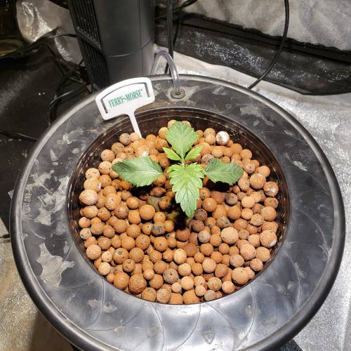Candyland Peyote Seedsman?. Week 2 - Day 11