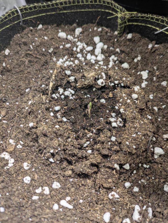 Butter's Breath - Mephisto Genetics. Week 0