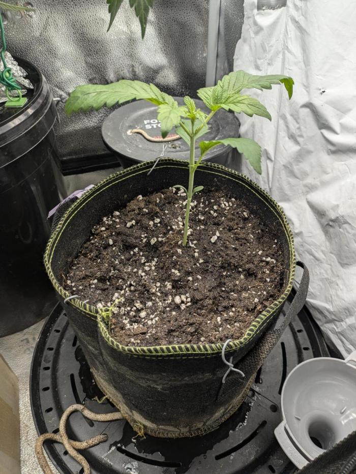 Butter's Breath - Mephisto Genetics. Week 2