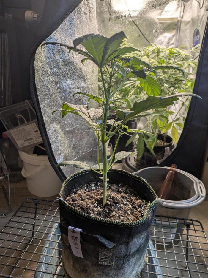 Butter's Breath - Mephisto Genetics. Week 3