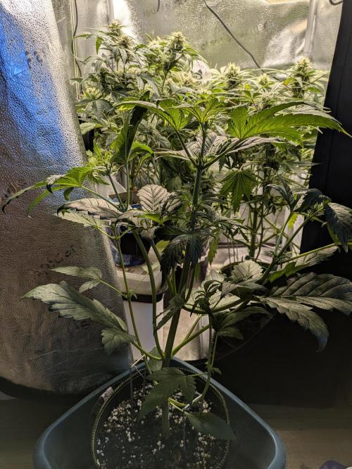 Butters' Breath - Mephisto Genetics. Week 4