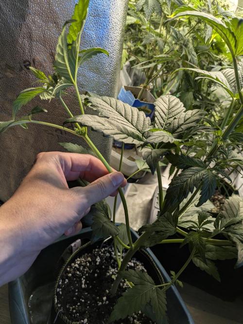 Butters' Breath - Mephisto Genetics. Week 4