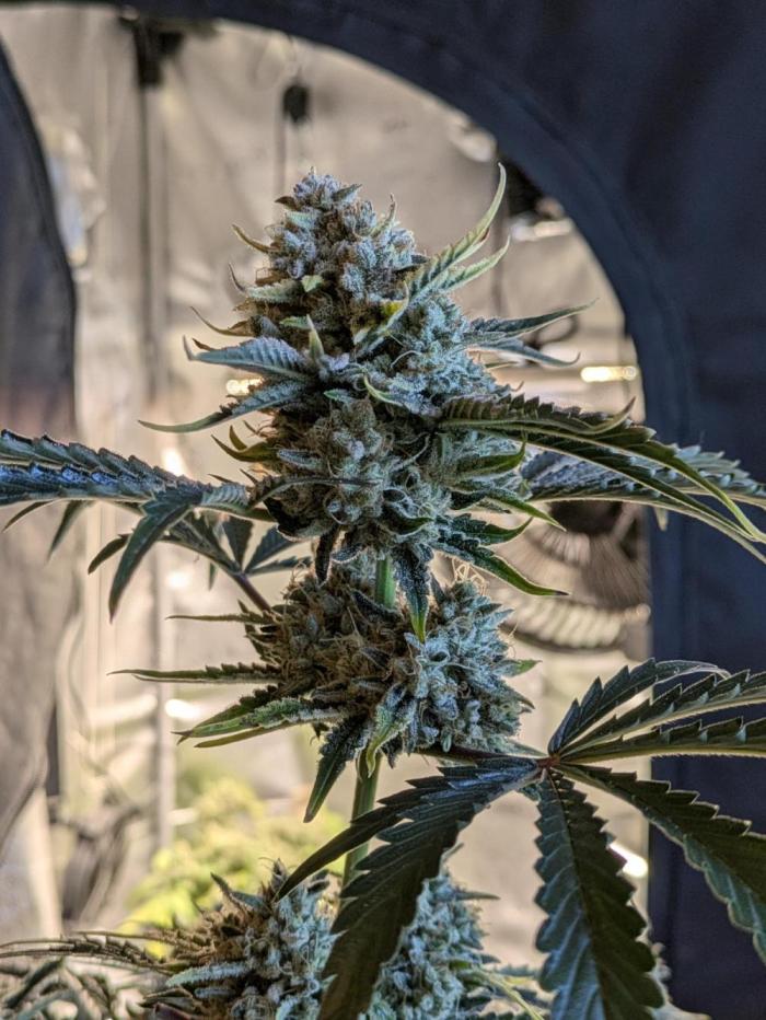 1st Time Mephisto: Double Grape Auto. Week 8
