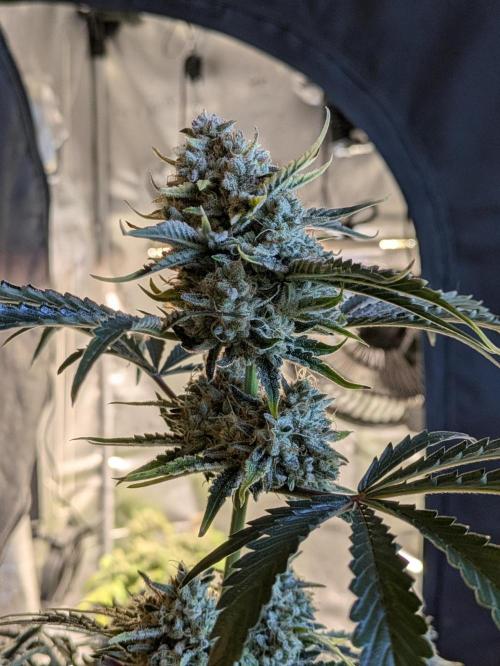 Double Grape. Week 8