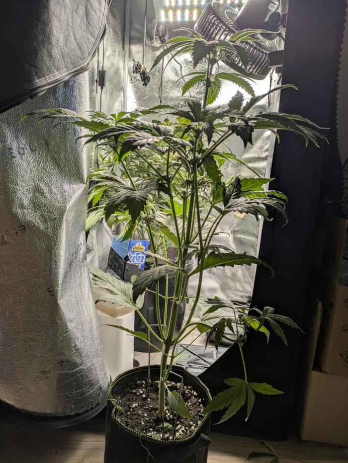 Butters' Breath - Mephisto Genetics. Week 5