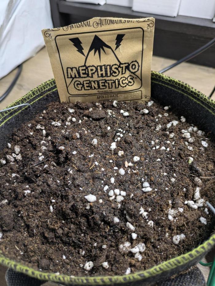Apollo Haze - mephisto genetics. Week 0