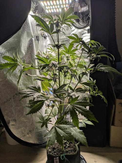 Butters' Breath - Mephisto Genetics. Week 6