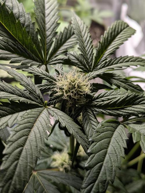 Butters' Breath - Mephisto Genetics. Week 6