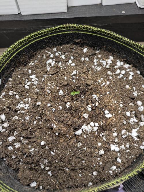 Grow Tent 2'x2' (70x70x160cm). Week 0