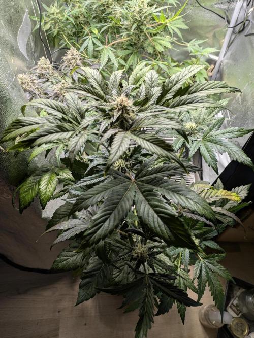 Butters' Breath - Mephisto Genetics. Week 7