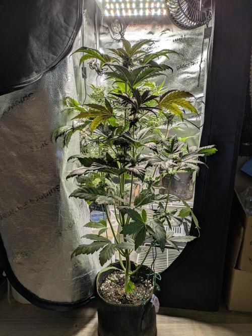 Butters' Breath - Mephisto Genetics. Week 7