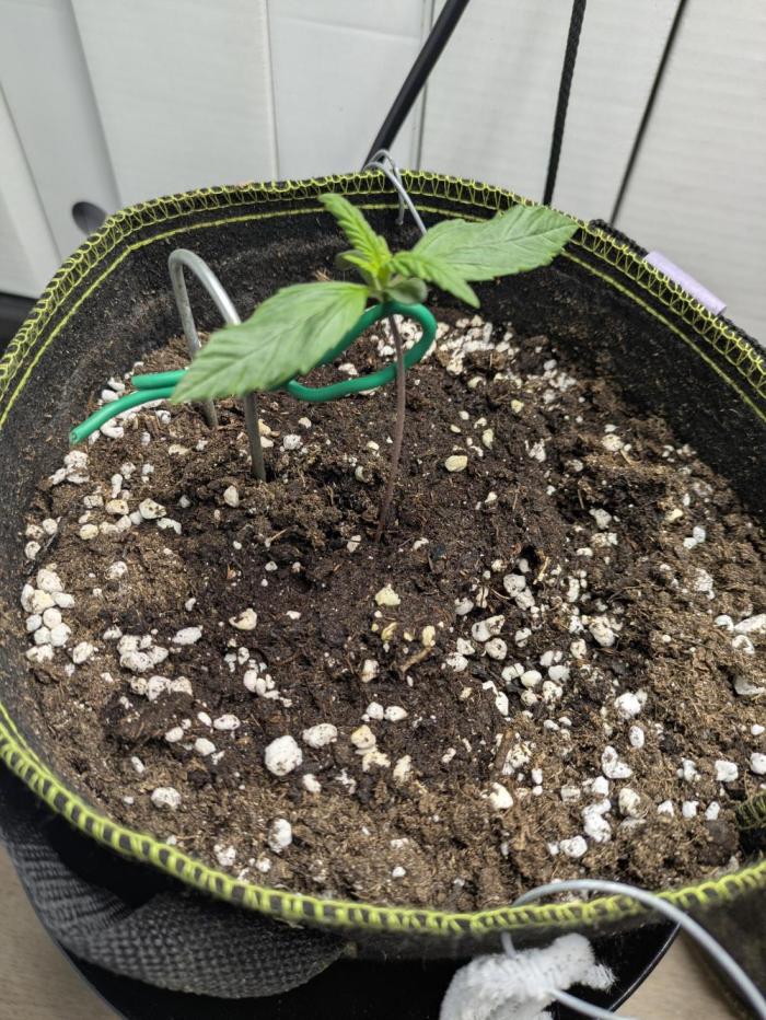 Apollo Haze - mephisto genetics. Week 1