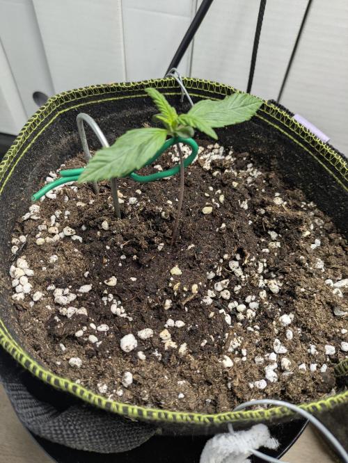 Grow Tent 2'x2' (70x70x160cm). Week 1