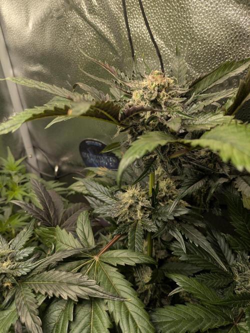 Butters' Breath - Mephisto Genetics. Week 8