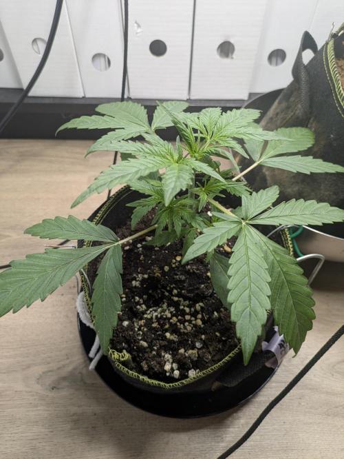 Grow Tent 2'x2' (70x70x160cm). Week 2