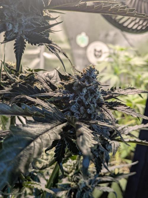 Butters' Breath - Mephisto Genetics. Week 9