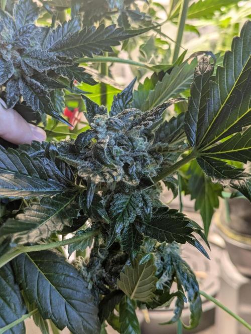 Butters' Breath - Mephisto Genetics. Week 9