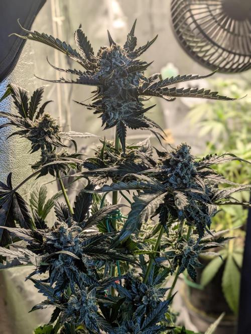 Butters' Breath - Mephisto Genetics. Week 9