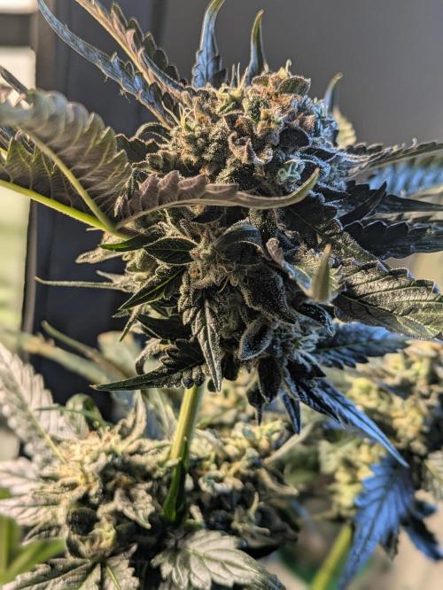 Butters' Breath - Mephisto Genetics. Week 9