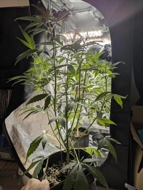 Grow Tent 2'x2' (70x70x160cm). Week 4