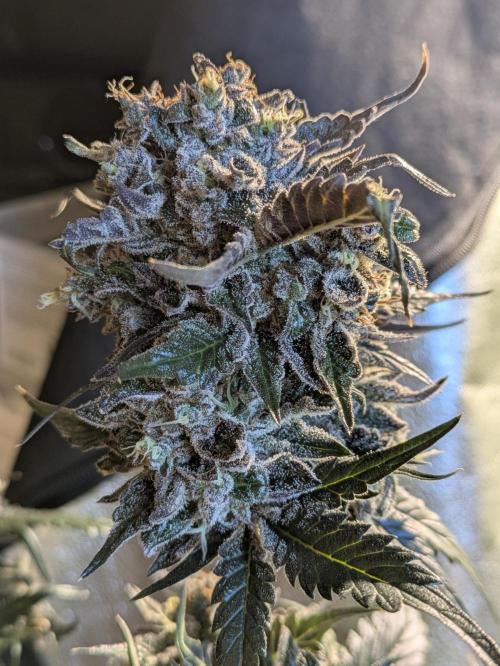 Butters' Breath - Mephisto Genetics. Week 10