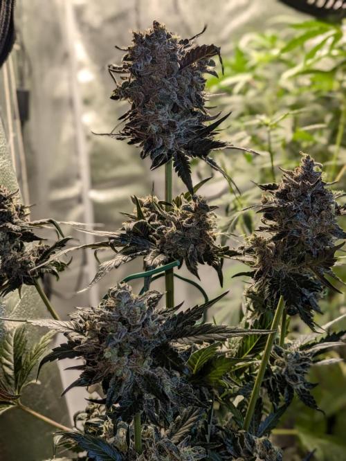 Butters' Breath - Mephisto Genetics. Week 12