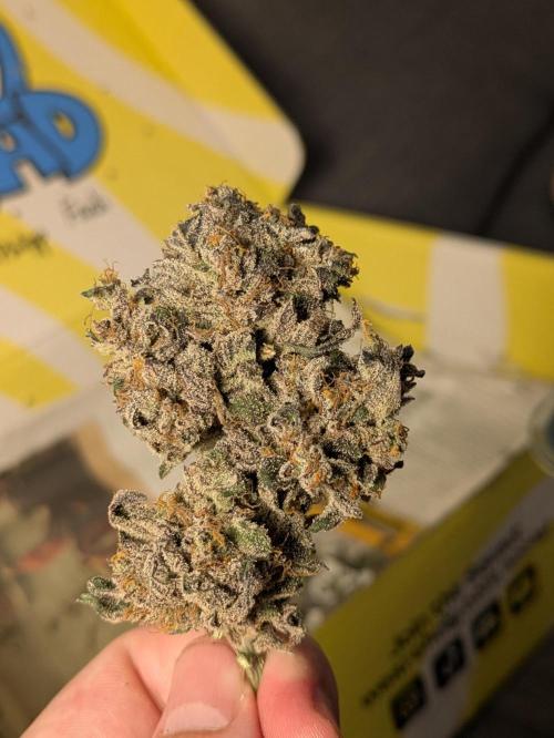 Butters' Breath - Mephisto Genetics. Week 12