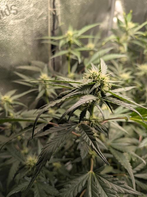 Apollo Haze - mephisto genetics. Week 5