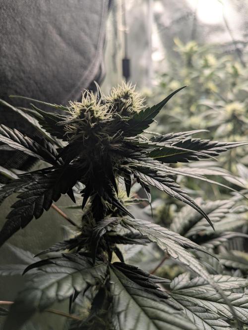 Apollo Haze - mephisto genetics. Week 6