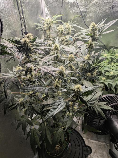 Apollo Haze - mephisto genetics. Week 6