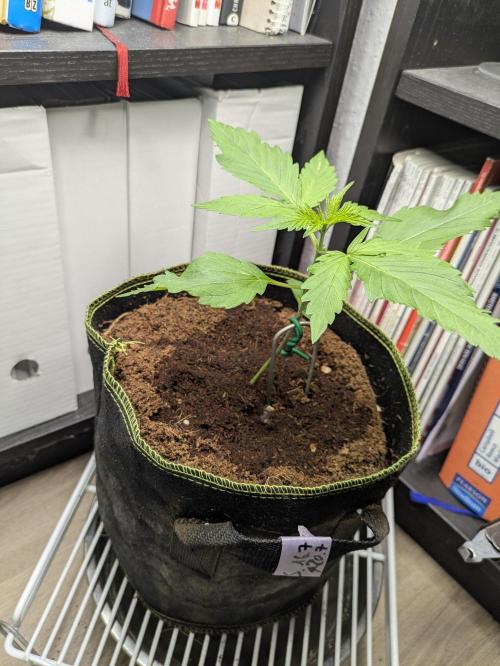 Grow Tent 2x2. Week 2